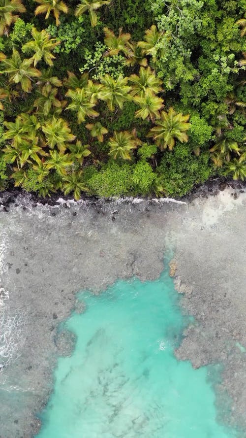 海浪亲吻树的海岸线 · 免费素材视频