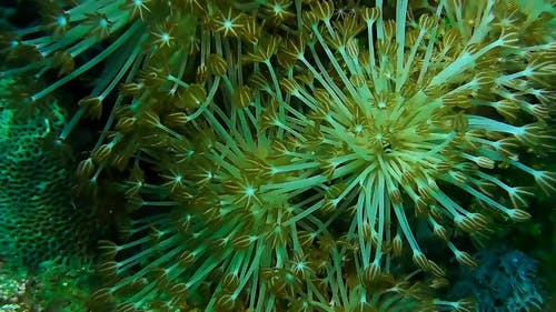 海葵 · 免费素材视频