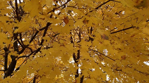 有关分公司, 天性, 季节的免费素材视频