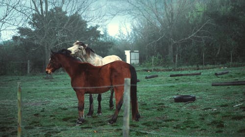 牧场上的两匹马 · 免费素材视频
