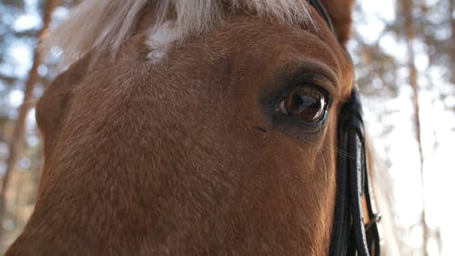 一匹马与反射的眼睛的特写视图 · 免费素材视频