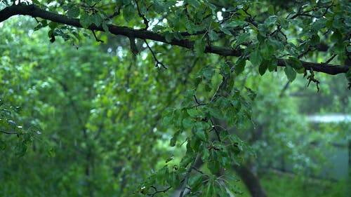 有关下雨, 倾盆大雨, 多雨的的免费素材视频