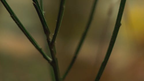 植物茎轴承芽叶 · 免费素材视频
