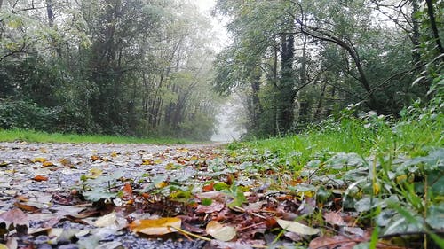 有关下雨, 地面, 天性的免费素材视频