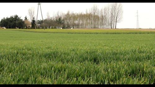 有关田, 草, 农作物的免费素材视频