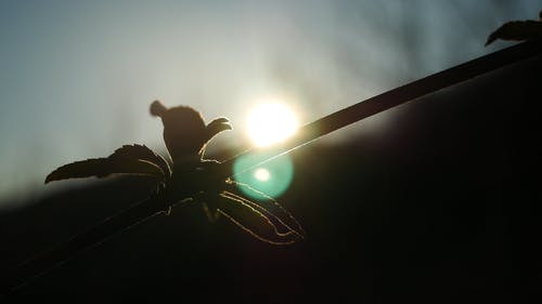 植物茎的镜头与反对阳光的新叶子 · 免费素材视频