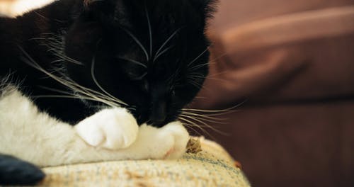 一只黑白猫坐在椅子上舔它的爪子的特写镜头 · 免费素材视频