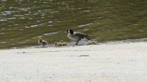 在湖边休息的鸭子家庭 · 免费素材视频