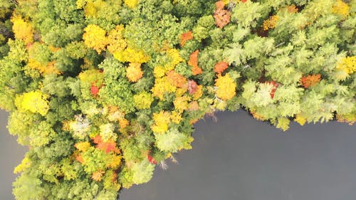有茂密树木的湖岛 · 免费素材视频