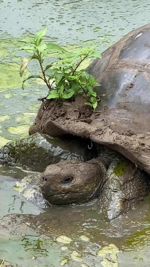 两只老乌龟在泥里变冷 · 免费素材视频