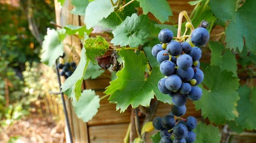 蓝莓植物与水果的特写视图 · 免费素材视频