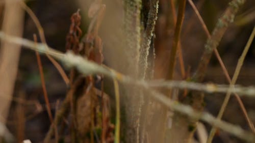 由于缺水，植物茎上的休眠苔藓 · 免费素材视频