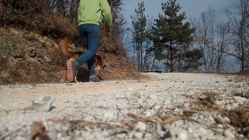 绿色外套和狗在路上行走的女人 · 免费素材视频