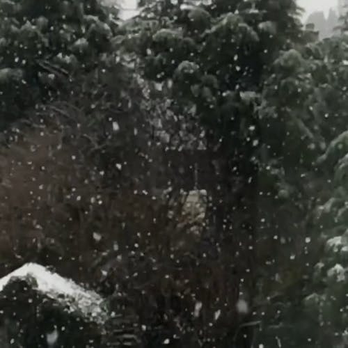 有关下雪, 冬季, 冷的免费素材视频