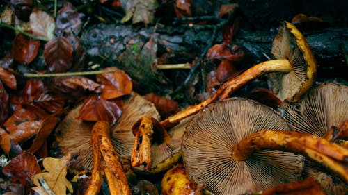 躺在湿地上连根拔起的野生蘑菇 · 免费素材视频