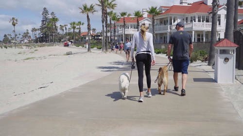 宠物狗走在海湾步行的人 · 免费素材视频