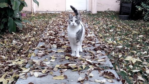 有关下落, 动物, 宠物的免费素材视频