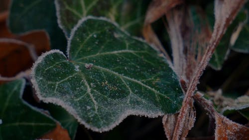 寒冷天气导致植物叶片上结霜 · 免费素材视频