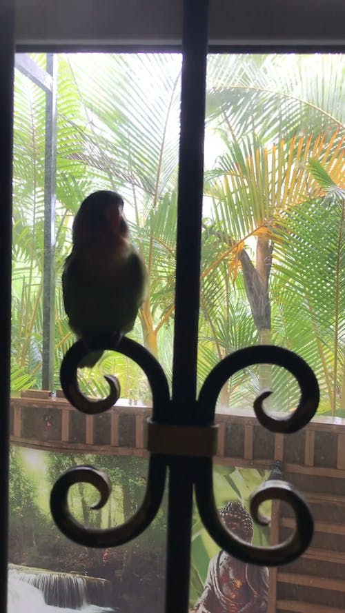 有关剪影, 在窗户旁边, 垂直视频的免费素材视频