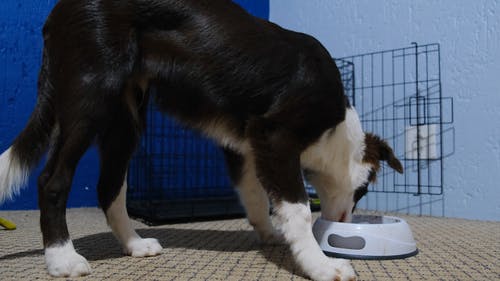 有关低角度视图, 动物, 可爱的免费素材视频