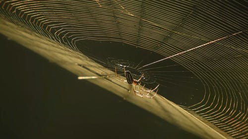 有关Web, 动物, 困住的免费素材视频