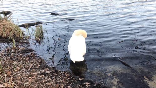 有关天性, 天鹅, 水的免费素材视频