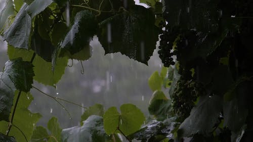 有关下雨, 下雨天, 倾盆大雨的免费素材视频