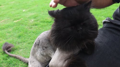 有关可爱的, 户外, 手的免费素材视频