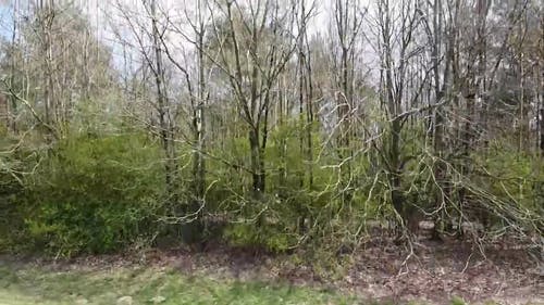 有关光秃秃的树木, 天空, 日光的免费素材视频