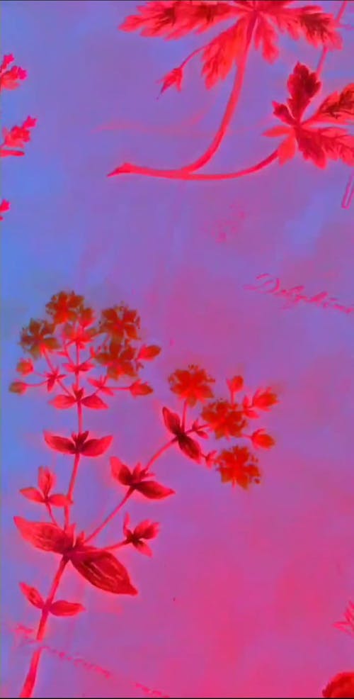 有关垂直视频, 手持拍摄, 盆栽的免费素材视频