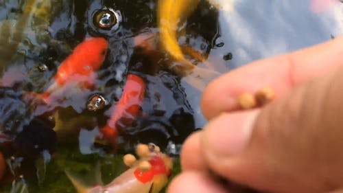用加工的鱼食喂养锦鲤鱼 · 免费素材视频