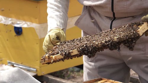 有关一群, 六边形, 养蜂人的免费素材视频