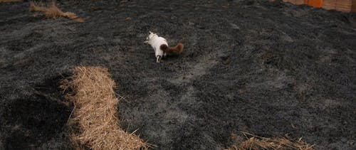 有关干草, 户外, 步行的免费素材视频
