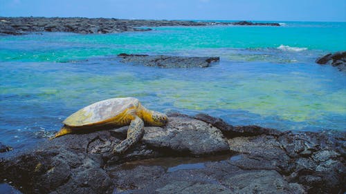 在岩石上变冷的海龟的镜头 · 免费素材视频