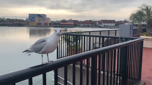 一只海鸥栖息在金属栏杆上 · 免费素材视频