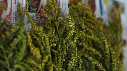 用剪刀新鲜嫁接植物 · 免费素材视频