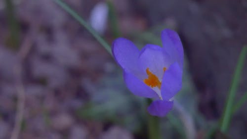 有关天性, 户外, 特写的免费素材视频