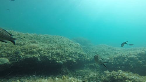 有关人, 在水下, 天性的免费素材视频