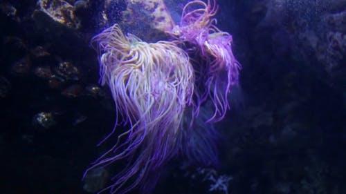 海葵紧贴在水下的岩石上 · 免费素材视频