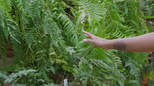 女人的手抚摸着蕨类植物的叶子 · 免费素材视频