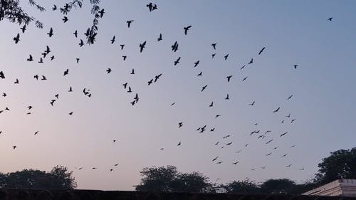 有关birds_flying, 一群鸟, 低角度视图的免费素材视频