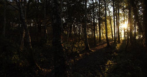 阳光穿过森林的内部偷看 · 免费素材视频