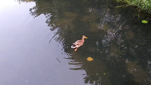 鸭子在水的浑浊的池塘上戏水 · 免费素材视频