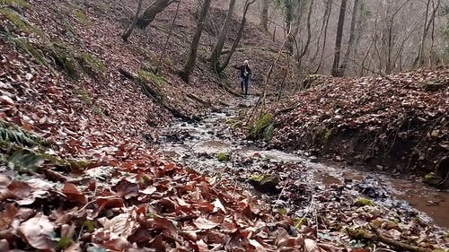 一个女人和她的狗在森林山跑 · 免费素材视频