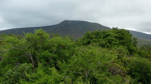 无人机飞过森林树木 · 免费素材视频