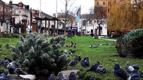 在公园的草地上觅食的鸽子群 · 免费素材视频