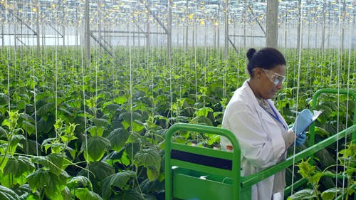 检查温室植物的女人 · 免费素材视频