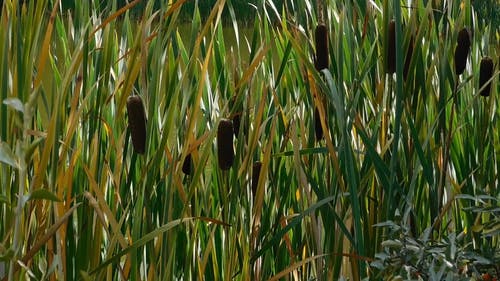 香蒲植物生长在湖边 · 免费素材视频