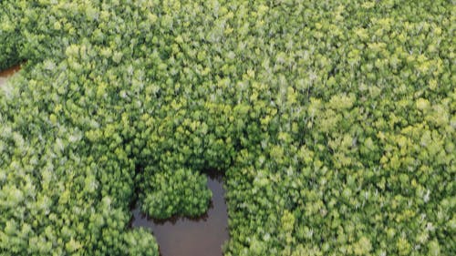 有关森林, 水, 河的免费素材视频