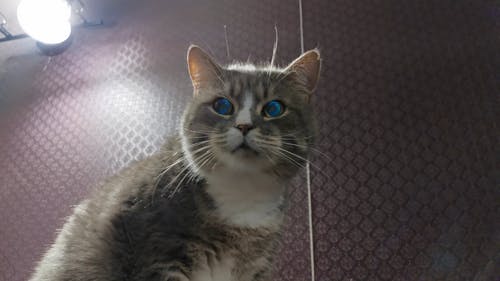 有关低角度, 光, 宠物的免费素材视频